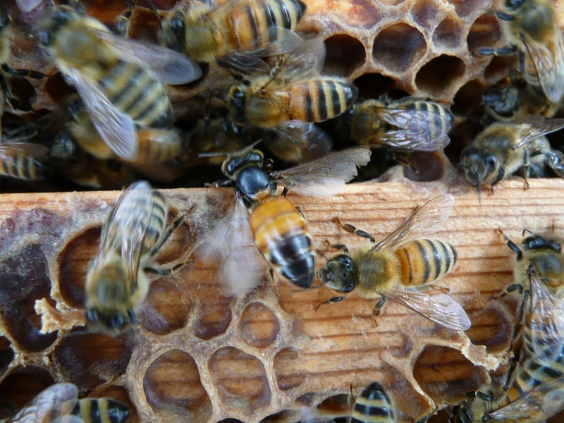 diseases of the honey bee