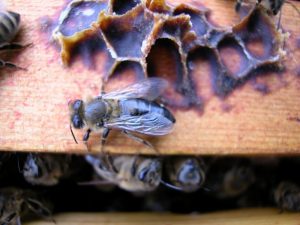 Chronic Bee Paralysis Virus –Diagnosis of Honey Bee Diseases: Viral Diseases